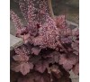 Гейхера Божоле (Beaujolais) C1